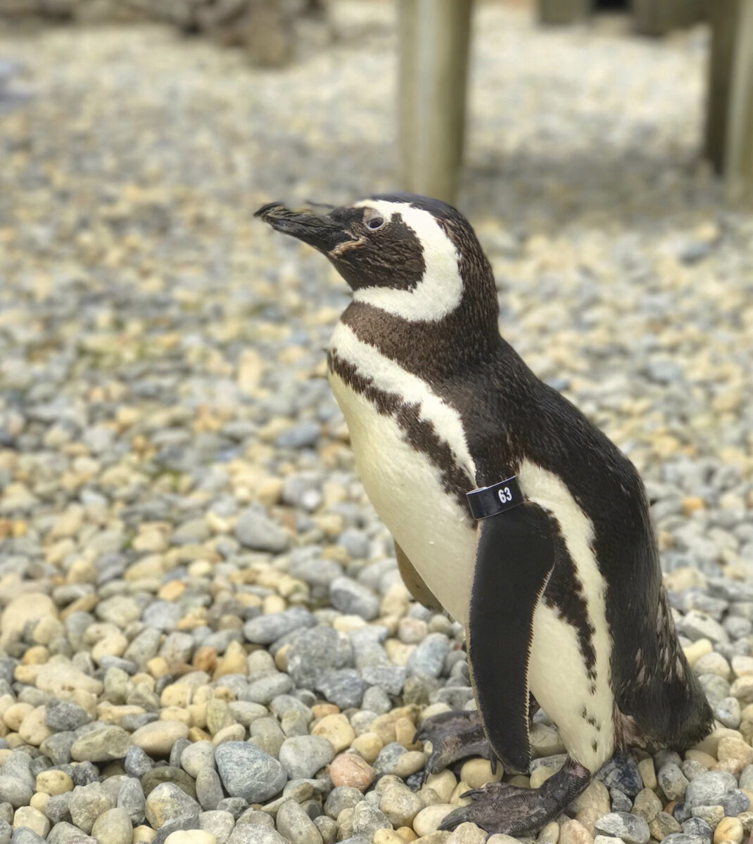 Oldest Penguin Dies