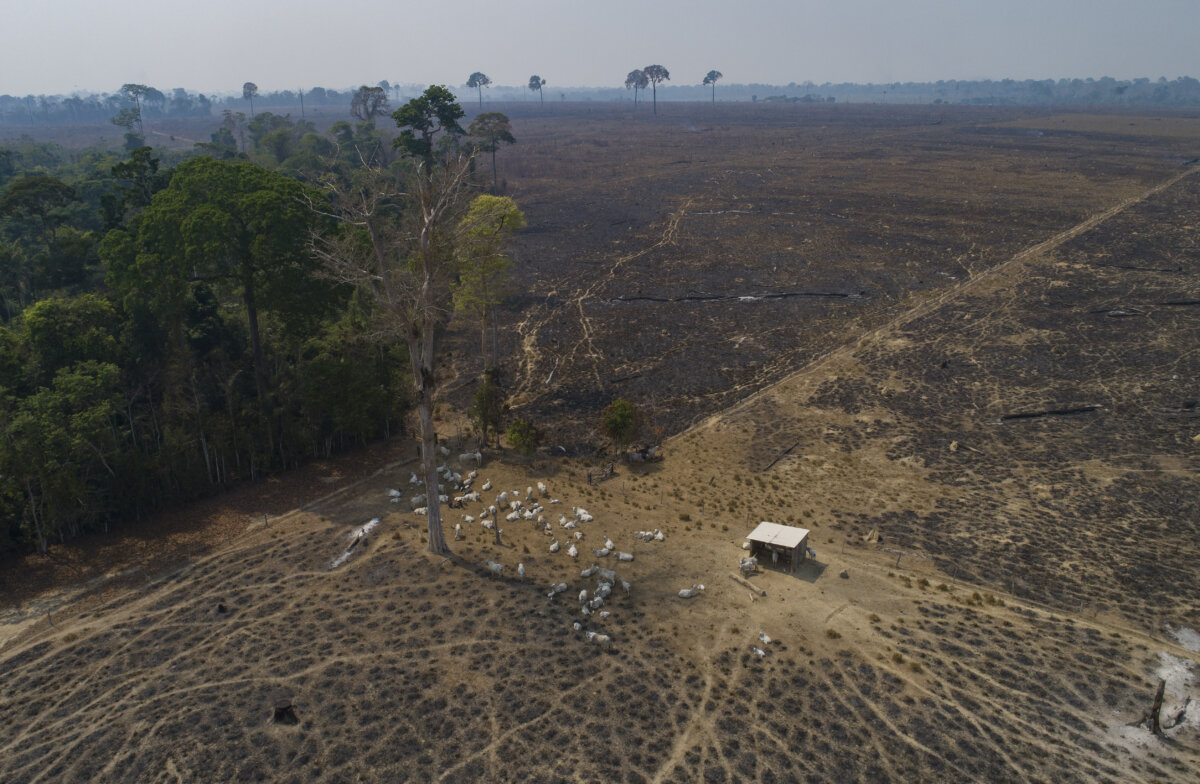 Amazon Deforestation Worst Ever