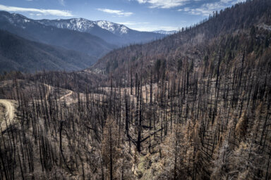 Wildfires Reforestation