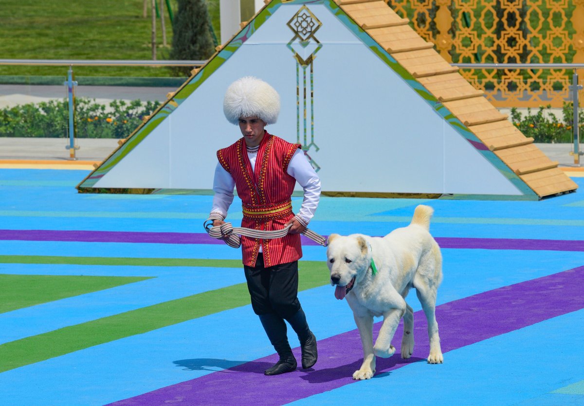 Turkmenistan Alabay Dogs