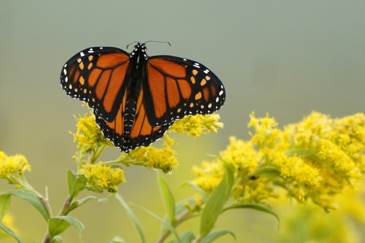 Gardening Helping Monarchs