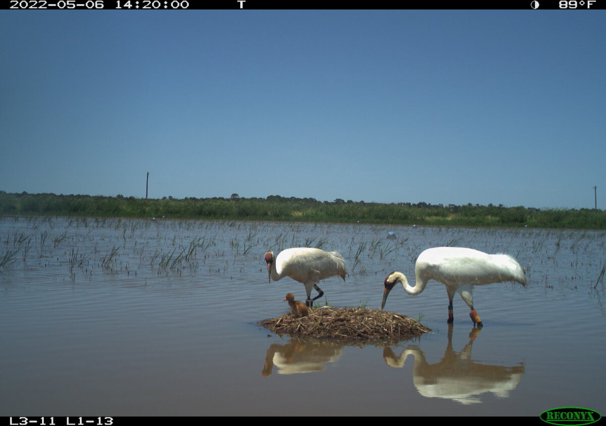 Whooping Cranes Louisiana