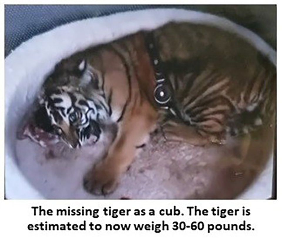 Missing Tiger Albuquerque