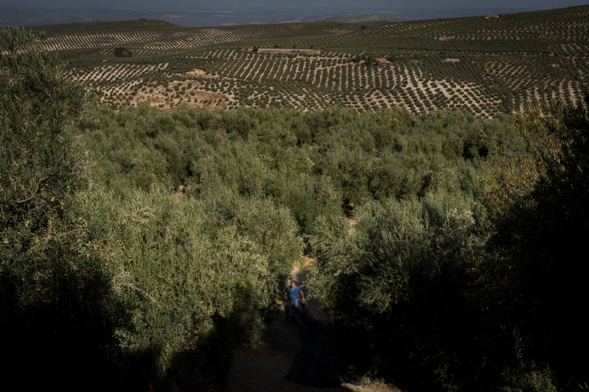 APTOPIX Climate Spain Olives