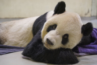 Taiwan Panda Death