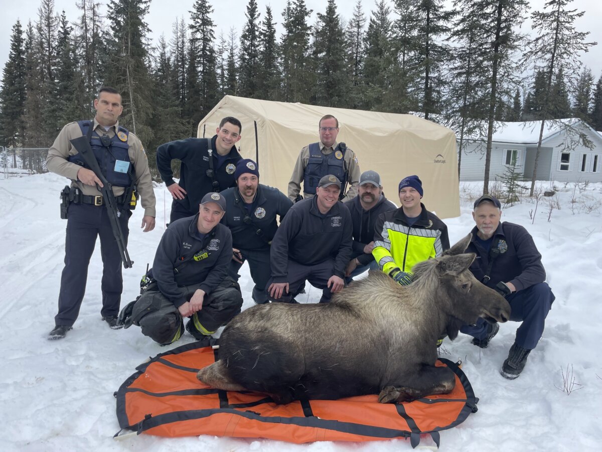 Alaska-Moose Rescue