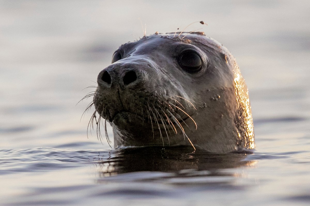 Seal Facial Recognition