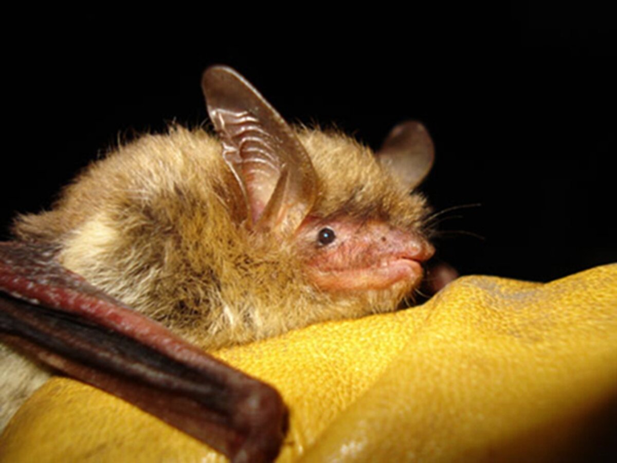 Endangered Bat