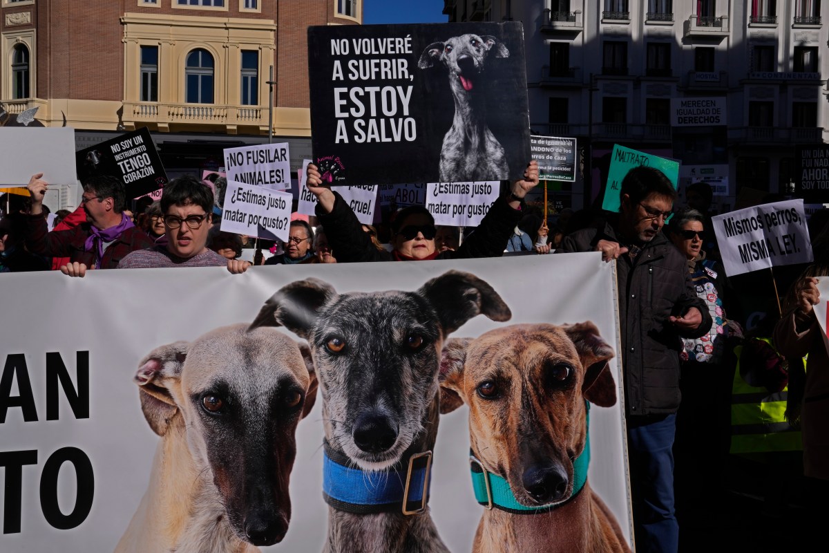 Spain Animal Rights