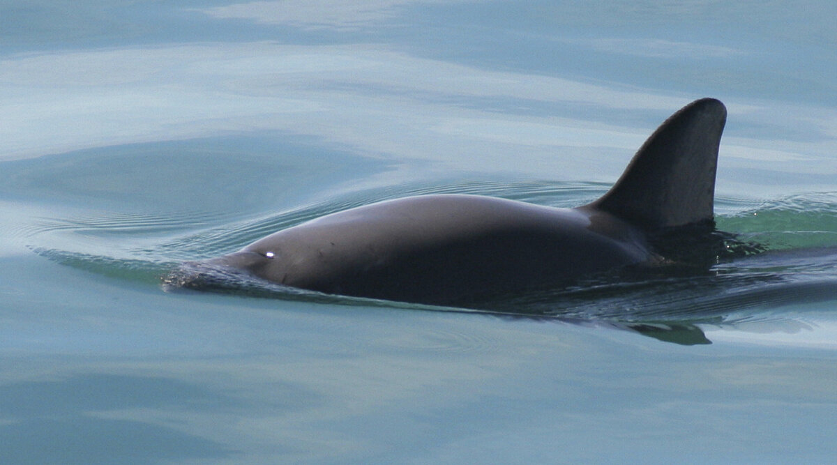 Mexico Endangered Porpoise