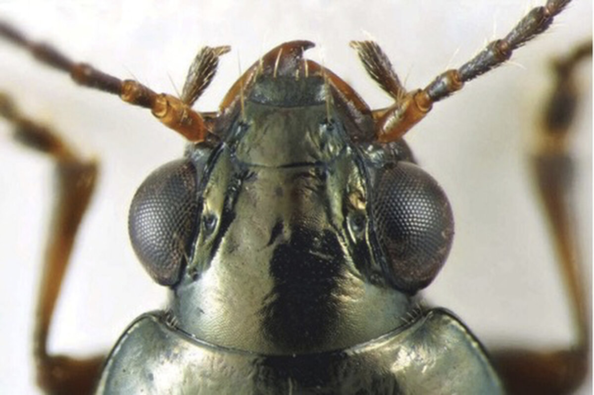 California Beetle Jerry Brown