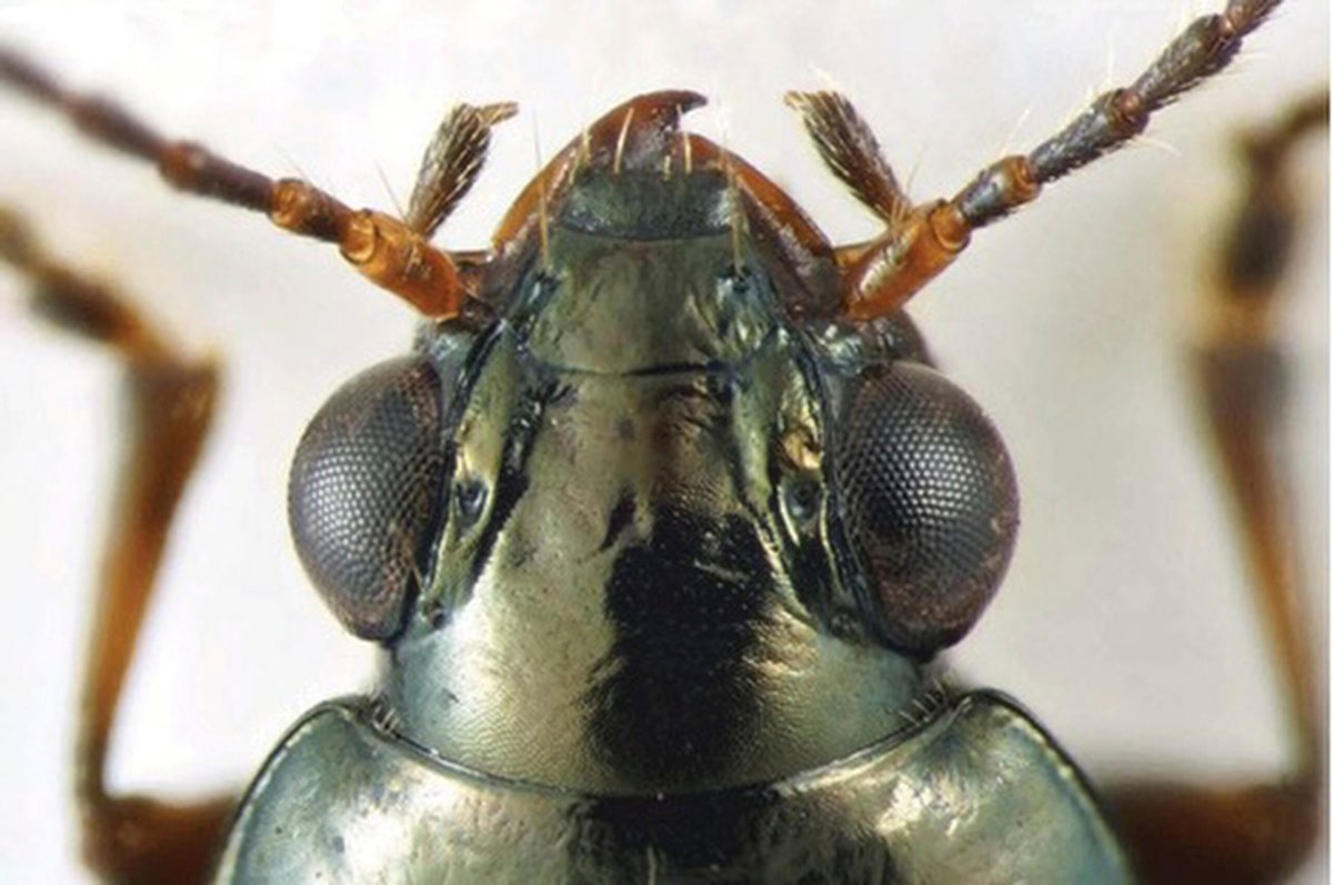 California Beetle Jerry Brown