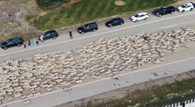 Idaho Sheep Crossing