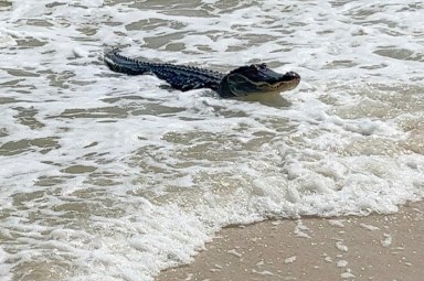 ODD Alabama Ocean Gator