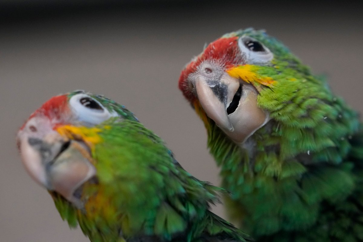 Parrot Trafficking
