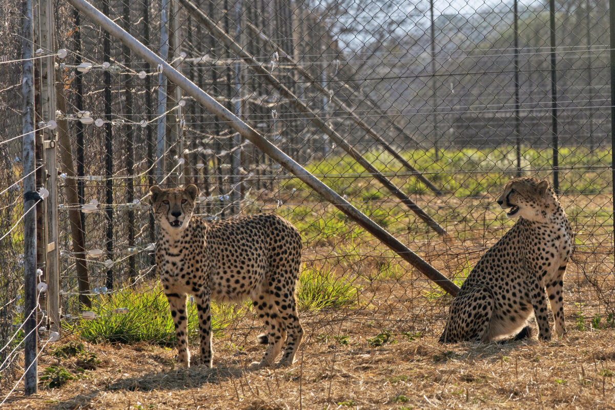India South Africa Cheetahs