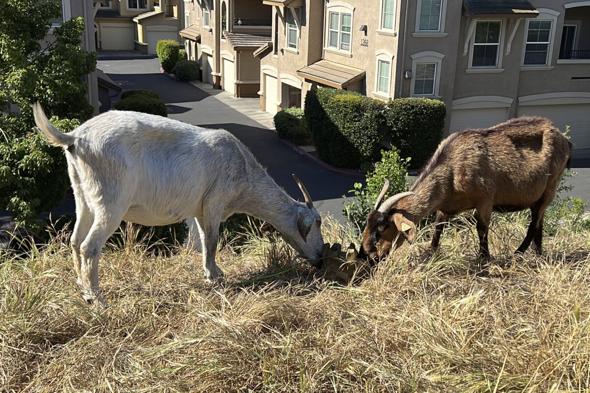Wildfires Grazing Goats