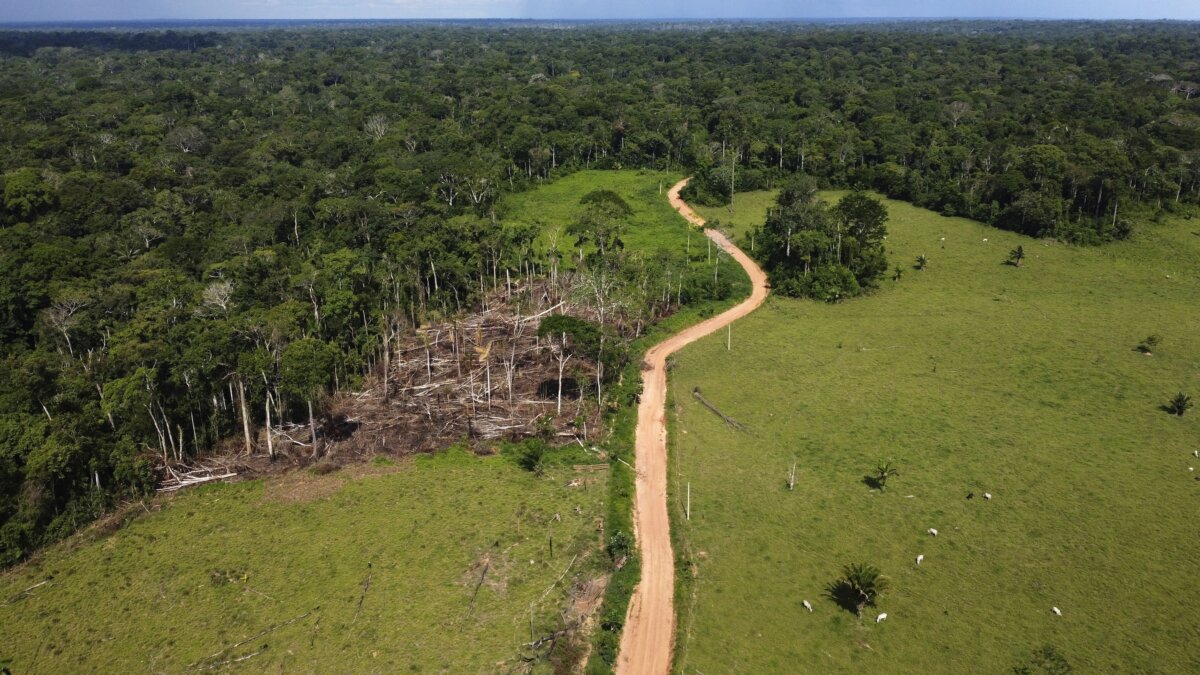 Brazil Environment Day Deforestation