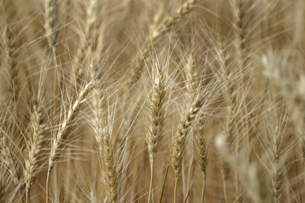 Wheat Ukraine Dam