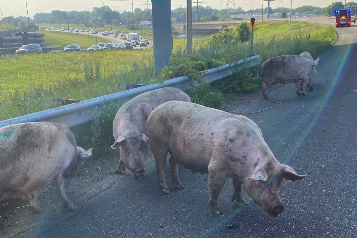 Pigs on the Loose Minnesota