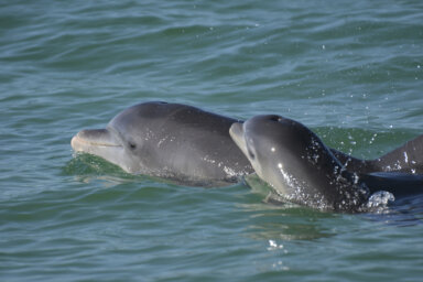 Dolphin Baby Talk