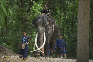 Thailand Sri Lanka Elephant Returns