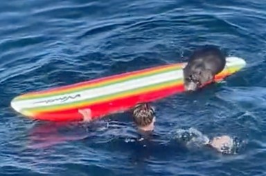 California-Otter Vs Surfers
