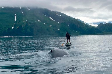 Alaska Whale Paddleboarder