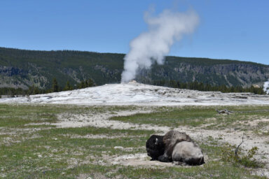 Yellowstone Bison Attack Engagement