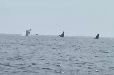 Whales Triple Breach