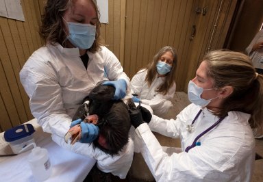 California Condors Vaccination