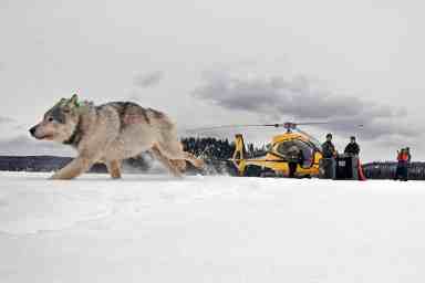 Isle Royale Wolves Survey