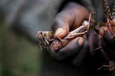 Desert Locust Outbreak Study