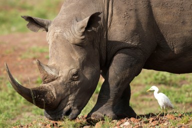Kenya Relocating Rhinos