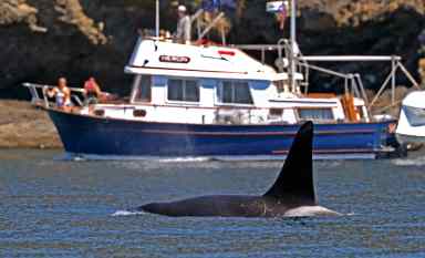 Whale Alerts Coast Guard