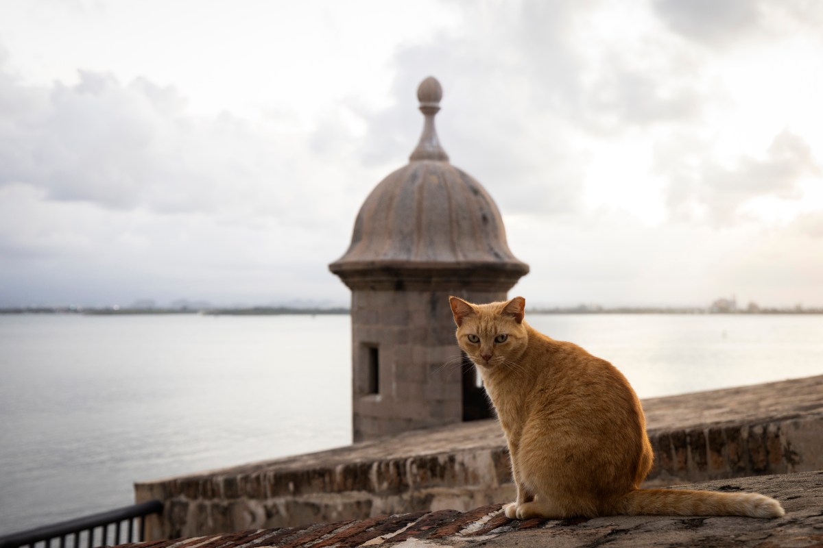 Puerto Rico Stray Cats