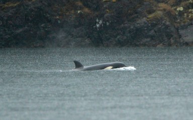 Canada Orca Calf