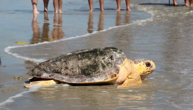 Mexico Sea Turtles