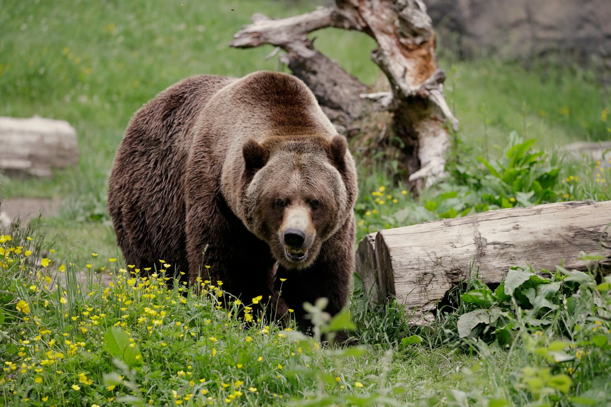 Grizzly Reintroduction North Cascades