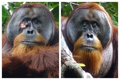 Orangutan Self-Medication