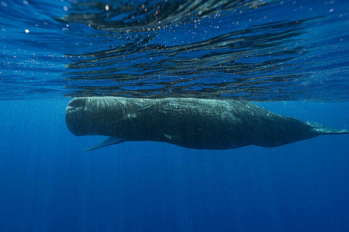 Sperm Whale-Language