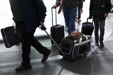 Dog Travel-Health Rules-Explainer