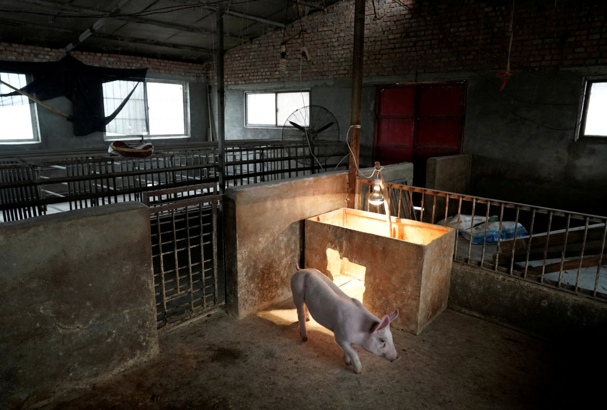 FILE PHOTO: One of two surviving pigs is pictured in
