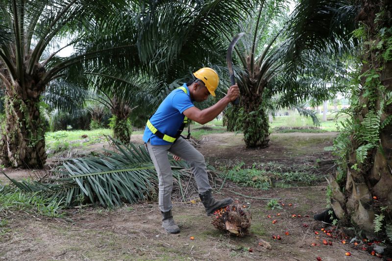 FILE PHOTO: A Sime Darby Plantation worker collects palm oil