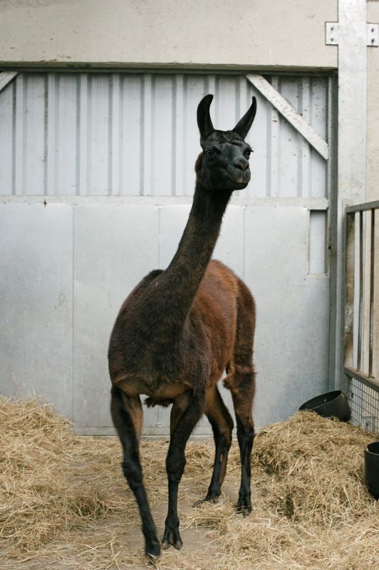 Handout photo of llama named Winter in Belgium