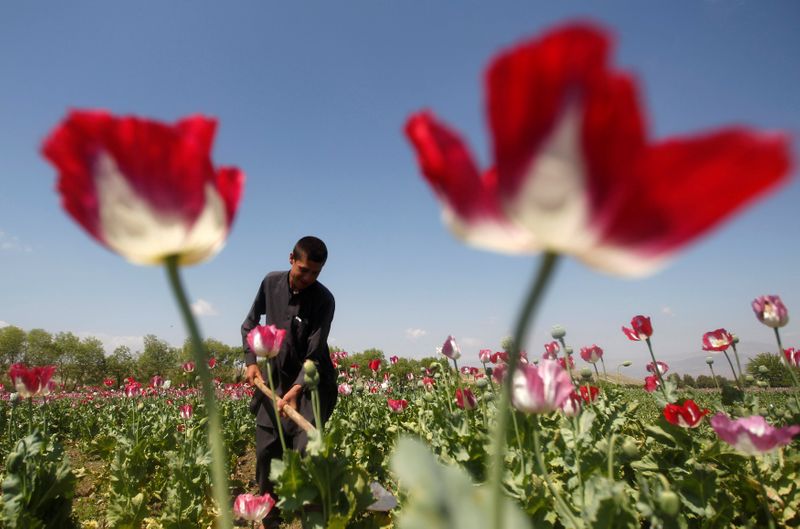 FILE PHOTO: An Afghan man works on a poppy field
