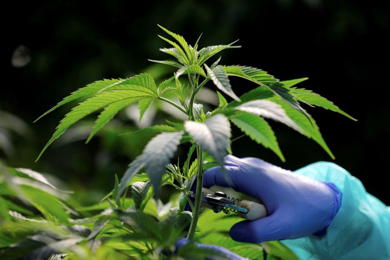 FILE PHOTO: Employee tends to medical cannabis plants at Pharmocann,
