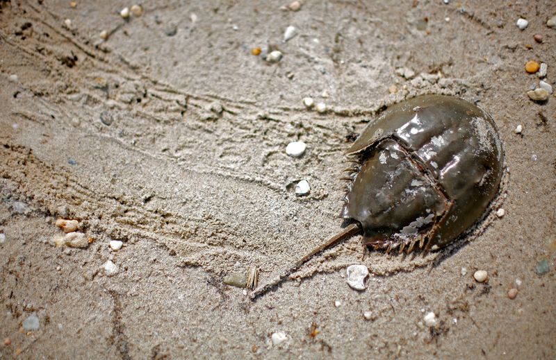 FILE PHOTO: Atlantic Horseshoe crabs come ashore to spawn and