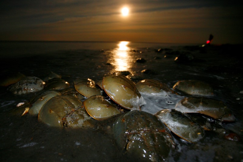 FILE PHOTO: Atlantic Horseshoe crabs come ashore to spawn and