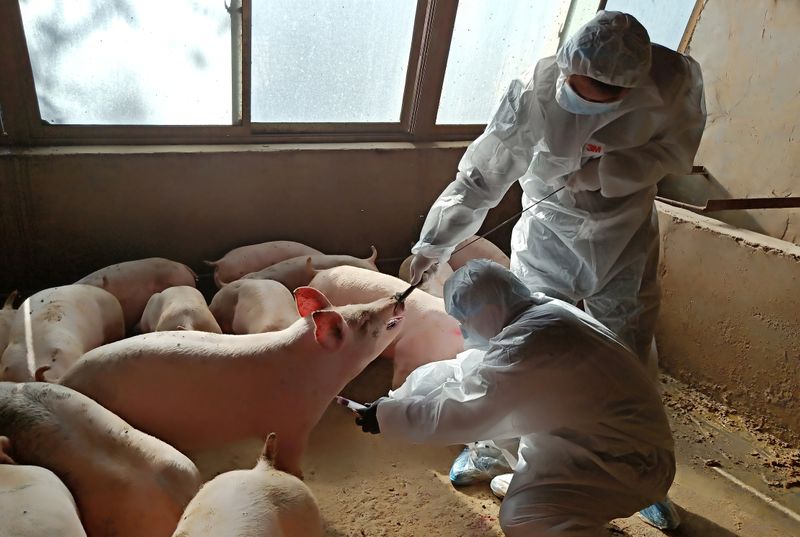 FILE PHOTO: Local animal husbandry workers inject a pig to